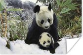 Moeder panda en welp in de winter Poster 120x80 cm - Foto print op Poster (wanddecoratie woonkamer / slaapkamer) / Wilde dieren Poster