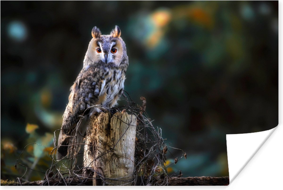 Poster Uil - Herfst - Vogel - Takken - 90x60 cm