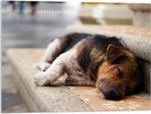 WallClassics - Acrylglas - Slapende Hond op de Trap - 80x60 cm Foto op Acrylglas (Met Ophangsysteem)