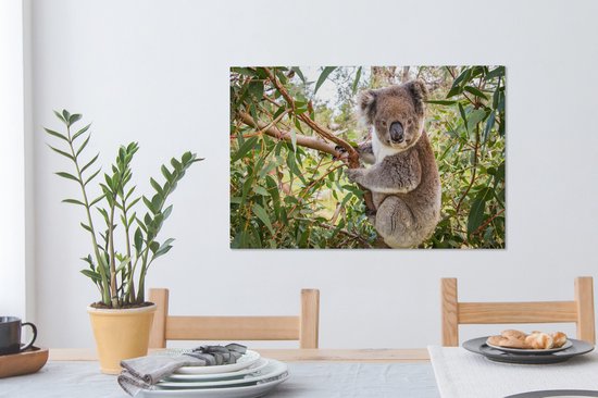 Koala dans un arbre Toile 80x60 cm - Tirage photo sur toile (Décoration murale salon / chambre) / Peintures sur toile Animaux