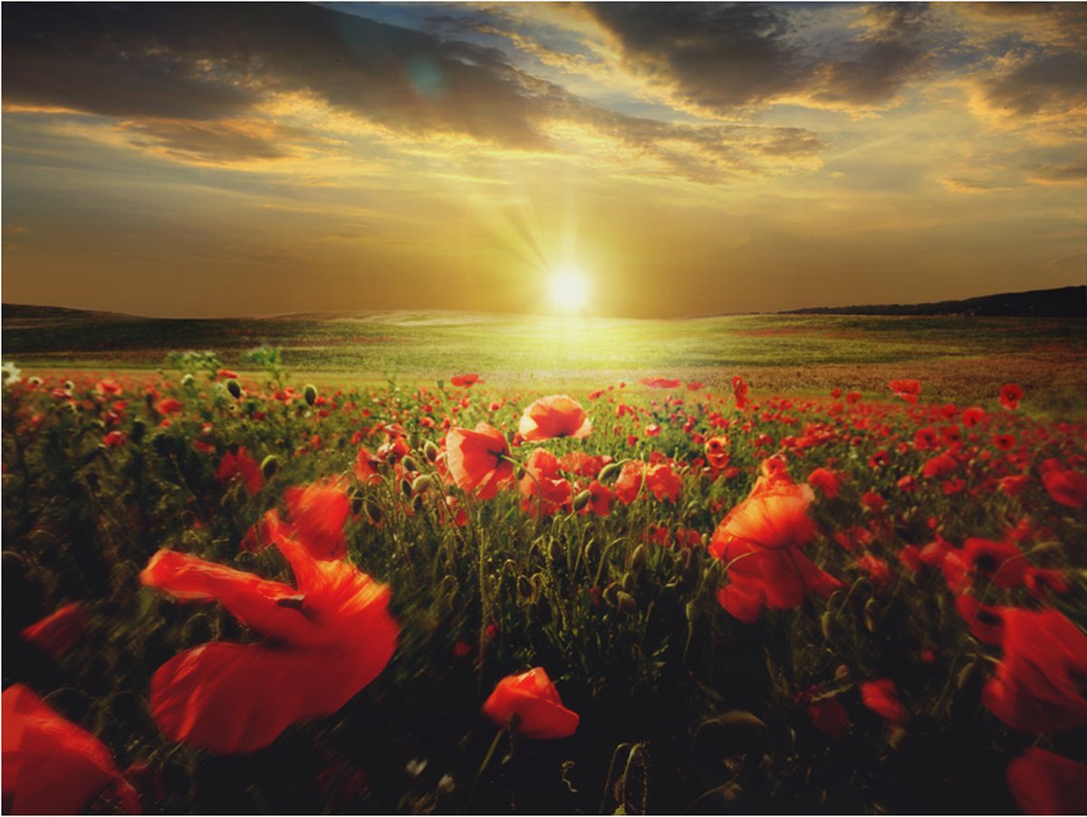 Fotobehang - Ochtend op de papaver weide.