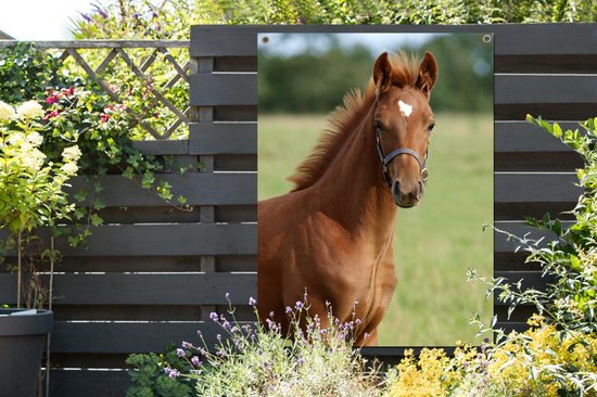 Affiche jardin - Toile Posters de jardin extérieur - Cheval - Animal - Herbe - 90x120 cm - Jardin