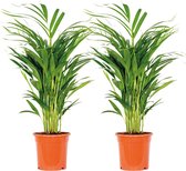 Dypsis Lutescens - Goudpalm - Set van 2 - Kamerplant - Onderhoudsvriendelijke plant voor binnen - ⌀17 cm - 60-70 cm