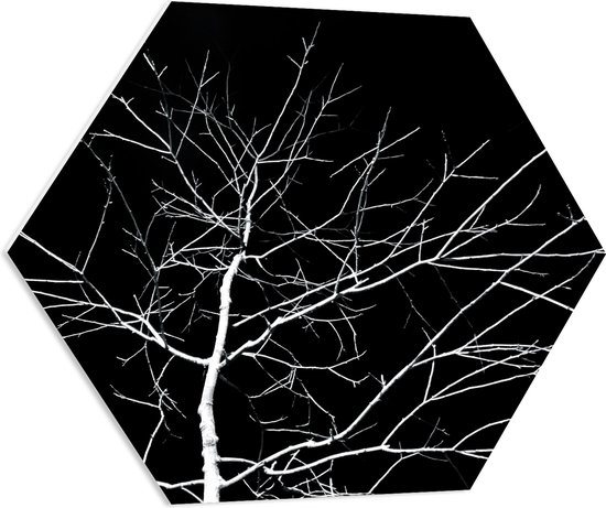 WallClassics - PVC Schuimplaat Hexagon  - Kale Witte Boom met Zwarte Achtergrond - 80x69.6 cm Foto op Hexagon (Met Ophangsysteem)