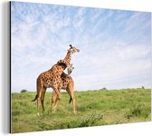 Wanddecoratie Metaal - Aluminium Schilderij Industrieel - Twee giraffen op de savannes van het Nationaal park Serengeti in Afrika - 150x100 cm - Dibond - Foto op aluminium - Industriële muurdecoratie - Voor de woonkamer/slaapkamer