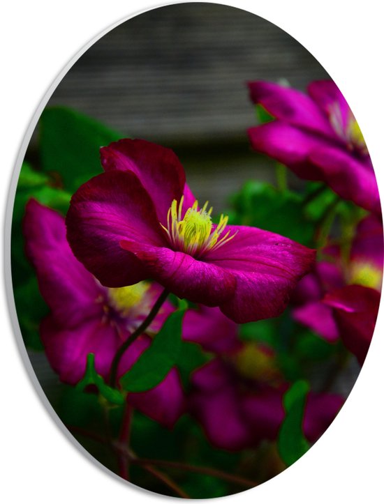 WallClassics - PVC Schuimplaat Ovaal - Paars-Roze Gentiaan Bloemen - 21x28 cm Foto op Ovaal  (Met Ophangsysteem)