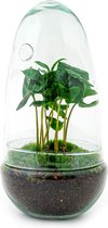 Terrarium - Egg Coffea - 25 cm - ↑ 35 cm - Ecosysteem plant - Kamerplanten - DIY planten terrarium - Mini ecosysteem