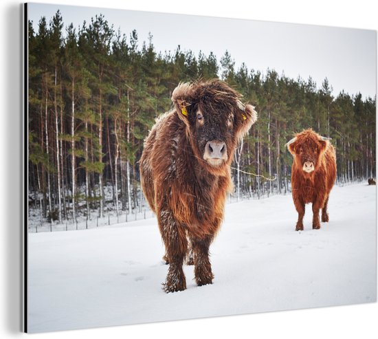 Deux veaux écossais Highlander Aluminium 30x20 cm - petit - Tirage photo sur aluminium (décoration murale métal)