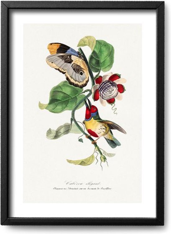 Poster Paul Gervais – A2 - 42 x 59,4 cm - Inclusief lijst (Zwart Aluminium) Poster van Paul Gervais - GrootmeesterKunst - Insecten en reptielen