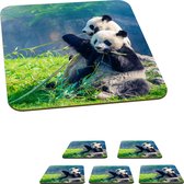Onderzetters voor glazen - Panda - Bamboe - Gras - Dieren - 10x10 cm - Glasonderzetters - 6 stuks