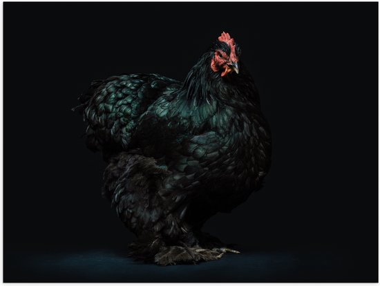 WallClassics - Poster (mat) – Kip noir avec fond foncé – Photo 80 x 60 cm sur papier poster avec aspect mat