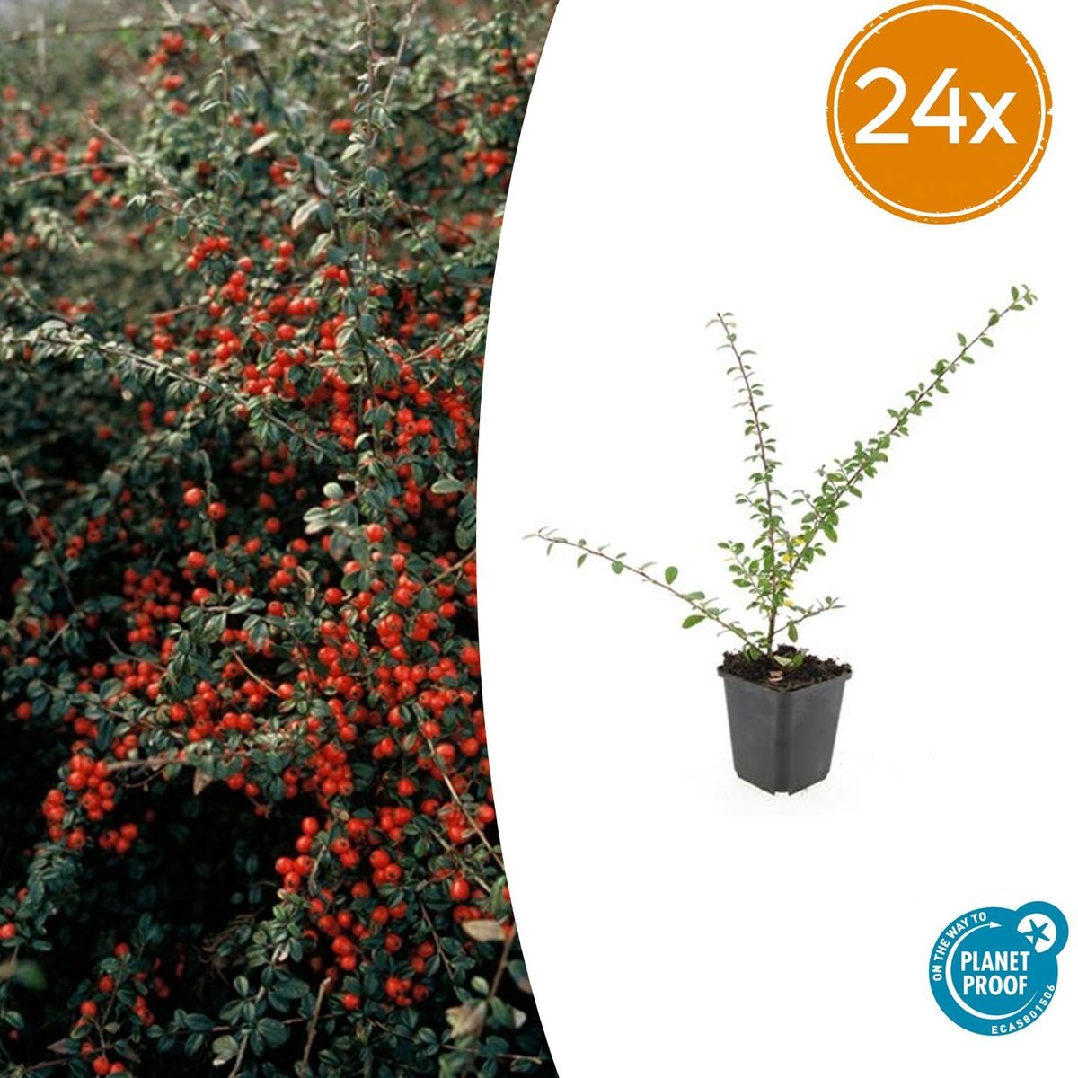 Tuinplantenshop.com | Cotoneaster suec. 'Coral Beauty' | 24 stuks - Ø9cm - 10-25cm hoog - Tuinplant