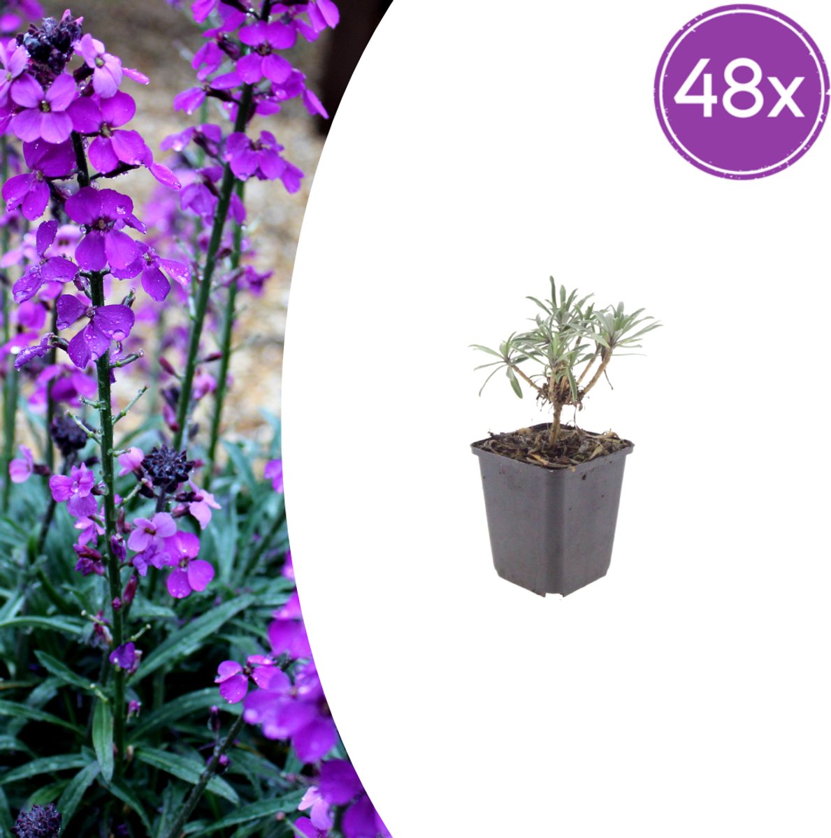 Tuinplantenshop.com | Erysimum 'Bowles' Mauve' | 48 stuks - Ø9cm - 10-25cm hoog - Tuinplant