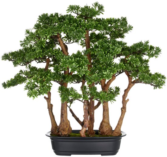 Kopu thee bonsai met 7 stammen - 60 x 60 cm - in een zwarte plastic pot
