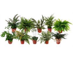 JUNAVERA Varens mix in 8 cm pot – diverse soorten, 20 cm hoge terrariumplanten