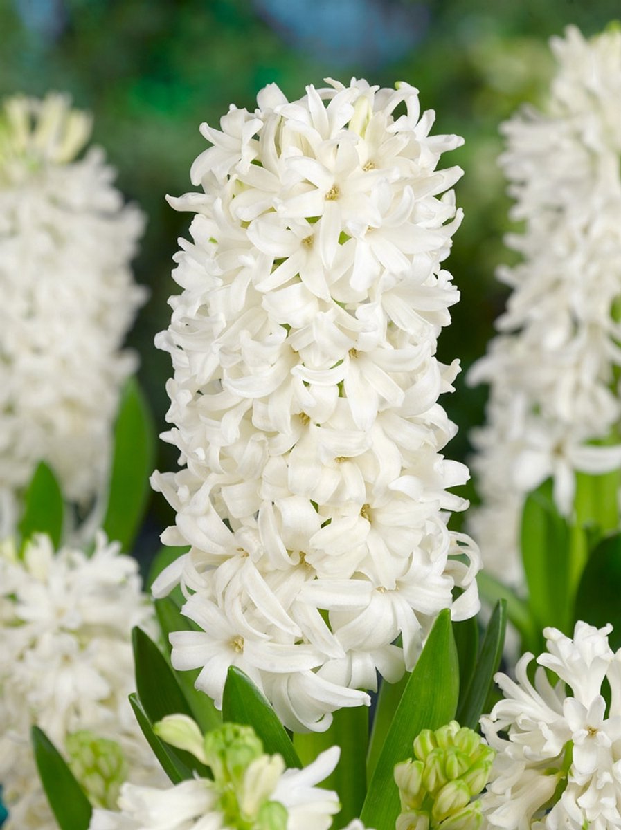 10x Hyacinten 'White pearl' - BULBi® Bloembollen met bloeigarantie