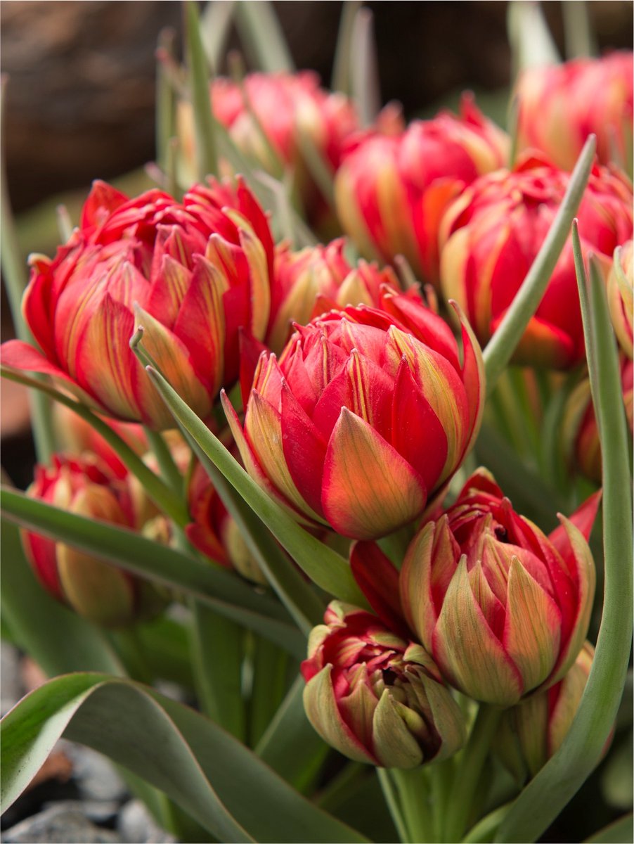 15x Tulpen 'Humilis samantha' - BULBi® Bloembollen met bloeigarantie