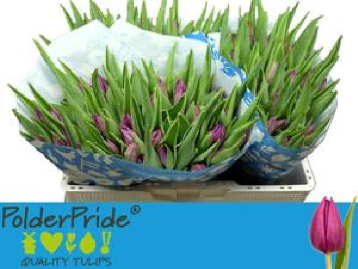 50x Tulipa purple valley en 40cm