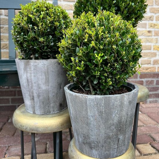 Set van 2 Bolvormige Japanse Hulst (Ilex crenata) in Houten Pot - Wintergroene Buxusvervanger - 20 cm van Merkloos	 — afbeelding 4