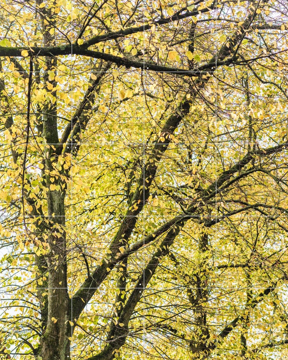 IXXI Yellow Autumn Trees, Photolovers - 80 x 100 cm - Gratis ophangtool - Grote wanddecoratie en posters - Naturalisme, Fotografie, Woonkamer
