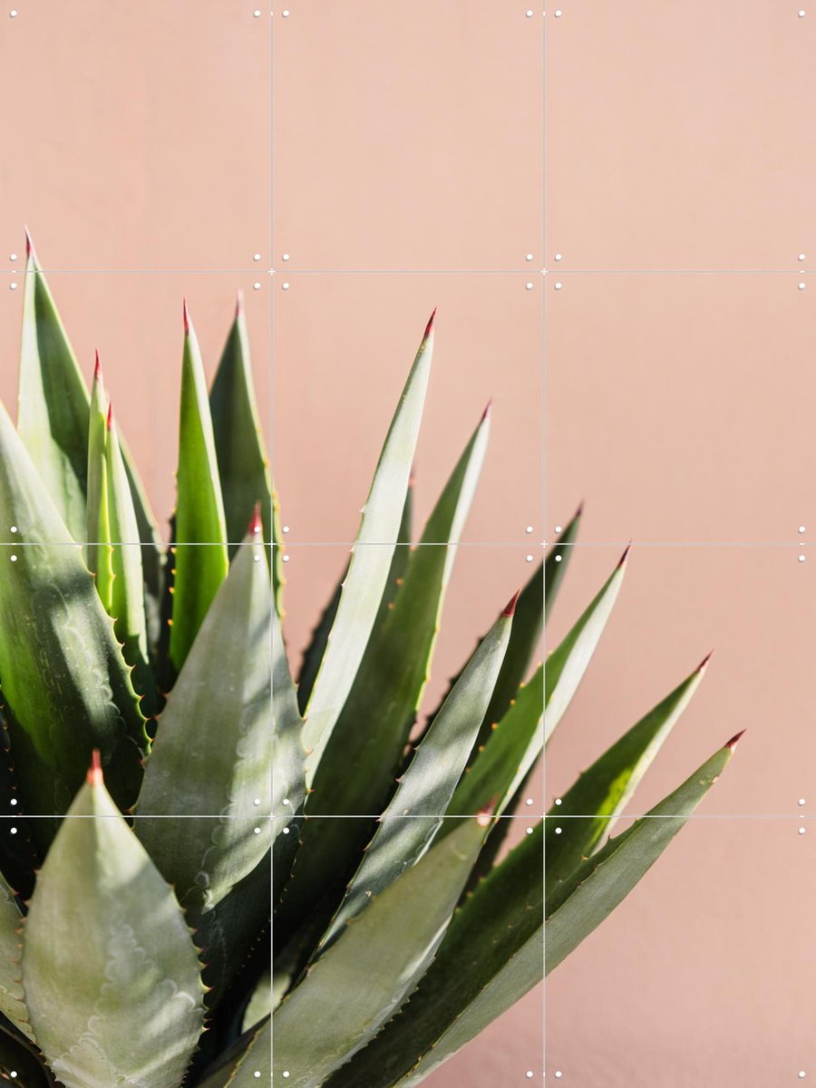 IXXI Green Plant Pink Wall, Photolovers - 60 x 80 cm - Gratis ophangtool - Grote wanddecoratie en posters - Fotografie, Minimalisme, Naturalisme