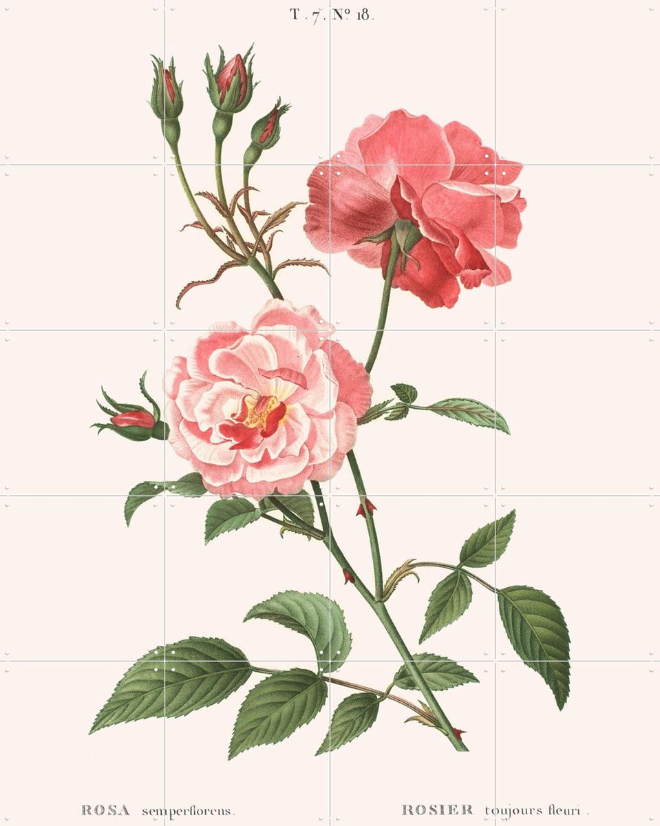 IXXI Rosa Semperflorens, Aster Edition - 80 x 100 cm - Gratis ophangtool - Grote wanddecoratie en posters - Illustraties, Vintage, Naturalisme
