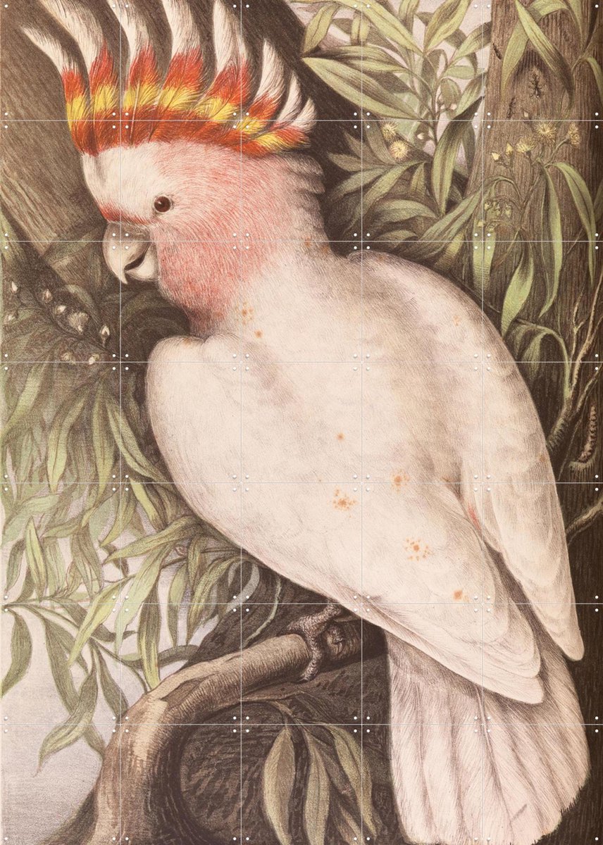 IXXI Cockatoo, Aster Edition - 100 x 140 cm - Gratis ophangtool - Grote wanddecoratie en posters - Naturalisme, Klassiek, Illustraties, Woonkamer
