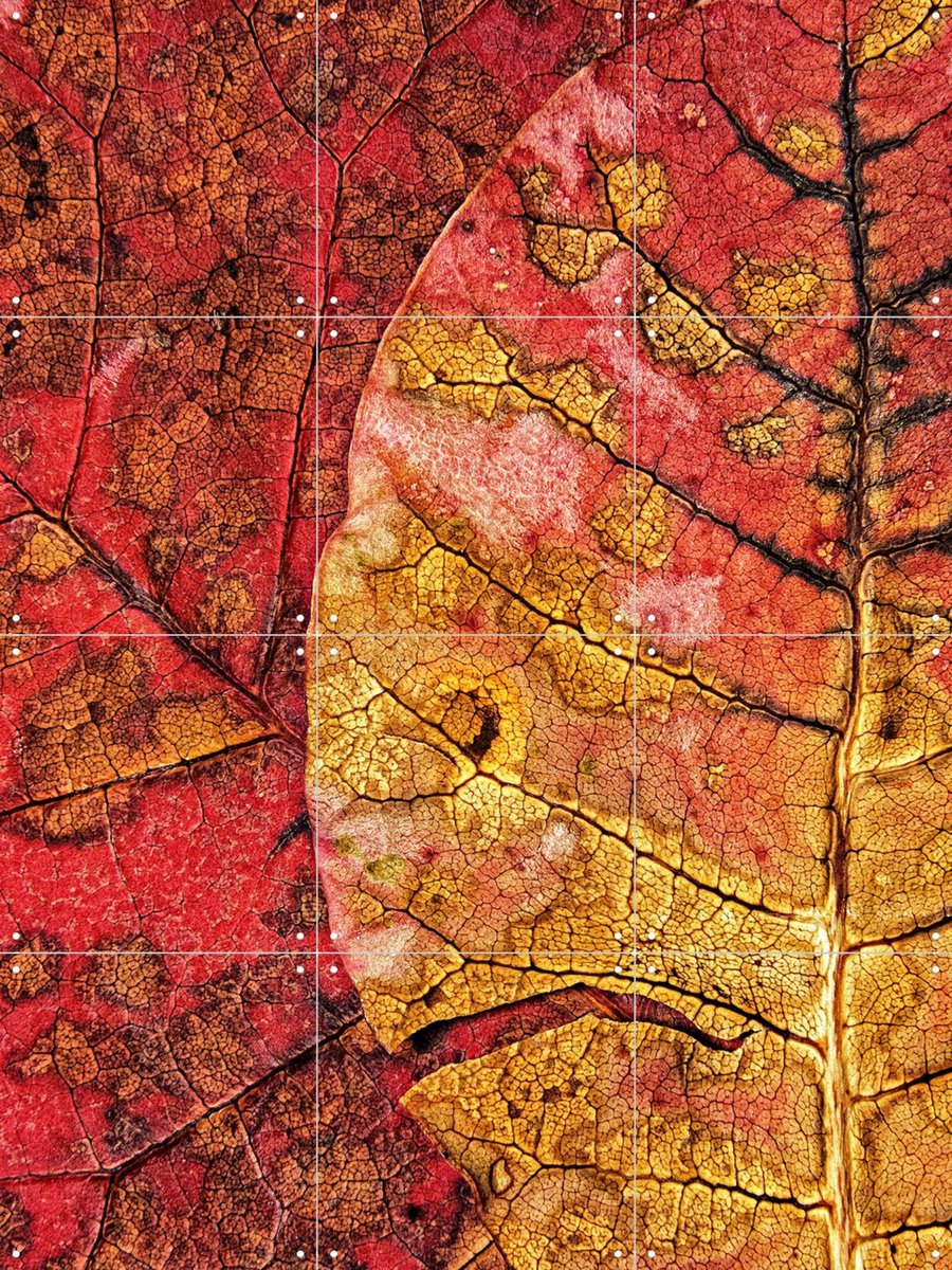 IXXI Dying Leaf, Ales Klabus & Various - 60 x 80 cm - Gratis ophangtool - Grote wanddecoratie en posters - Kleurrijk, Naturalisme, Fotografie