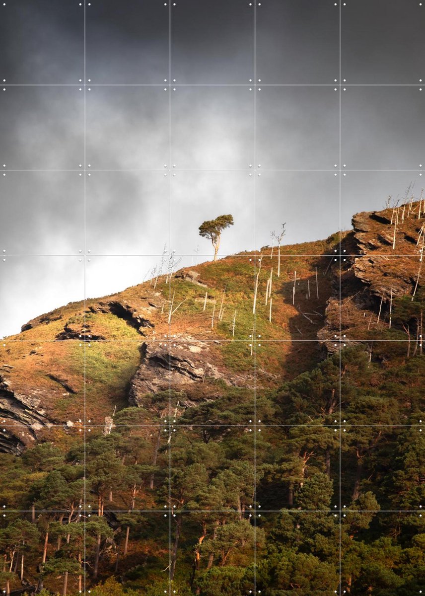 IXXI Lonely Tree Wicklow Mountains, Claire Droppert - 100 x 140 cm - Gratis ophangtool - Grote wanddecoratie en posters - Fotografie, Woonkamer