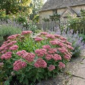 Bloomique - Set van 6 - Sedum ‘Herbstfreude’ - Vetkruid - Hemelsleutel - Vetplant - winterharde vaste plant - Hoogte 10-20 cm - Pot 9 cm