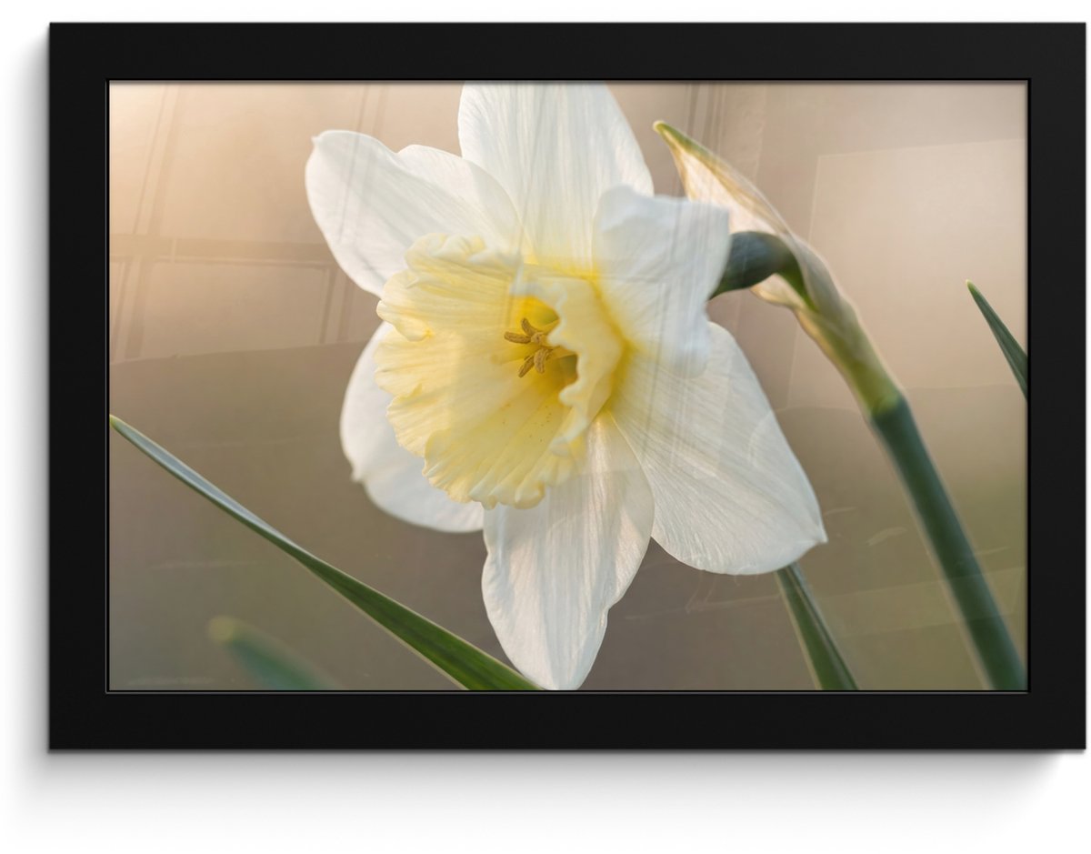 FrameYourWall Poster in lijst - Fotolijst 30x20 cm - Posters - Narcis - Bloem - Minimalistisch - Posterlijst zwart - Decoratie - Wanddecoratie woonkamer - Muurdecoratie slaapkamer Narcist - Bloem - Minimalistisch