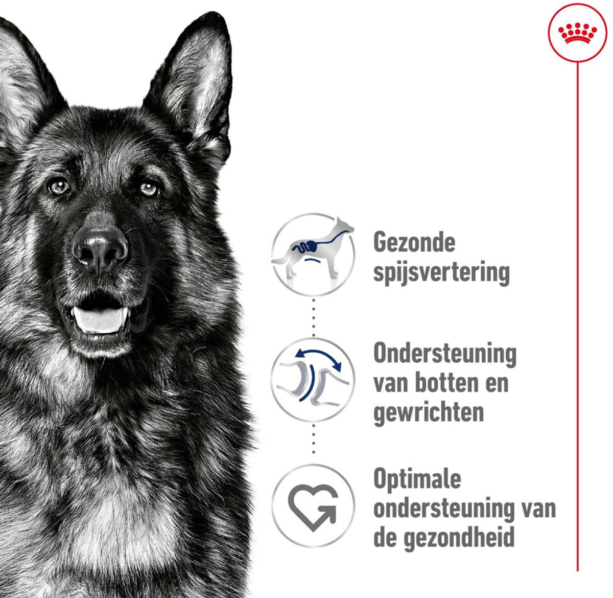 Royal Canin Maxi Adult - 10 kg - Hondenvoer thumbnail 4