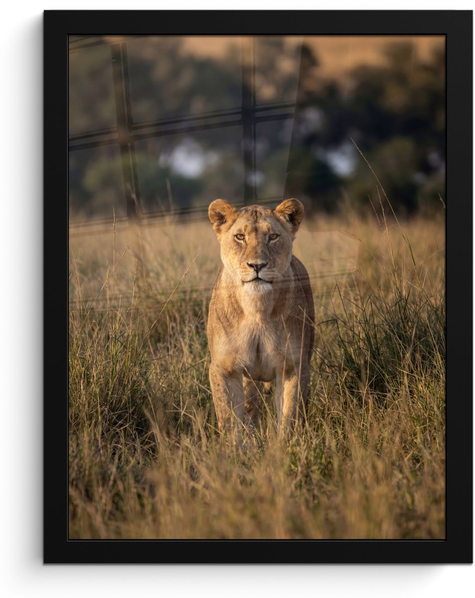 FrameYourWall Poster in lijst - Fotolijst 30x40 cm - Posters - Leeuwin - Gras - Geel - Posterlijst zwart - Decoratie - Wanddecoratie woonkamer - Muurdecoratie slaapkamer