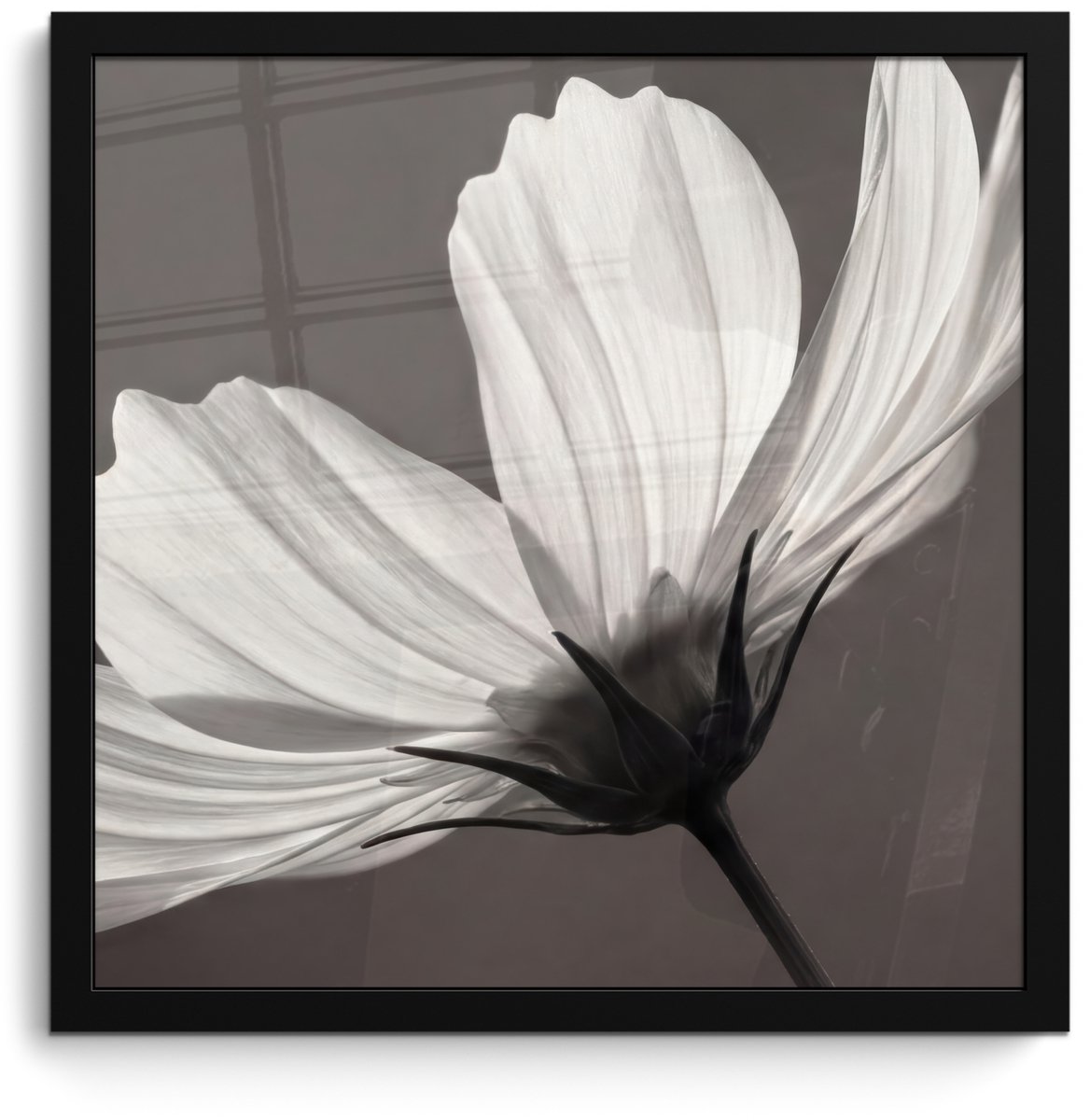 FrameYourWall Poster in lijst - Fotolijst 40x40 cm - Posters - Bloem - Minimalistisch - Zwart - Wit - Posterlijst zwart - Decoratie - Wanddecoratie woonkamer - Muurdecoratie slaapkamer