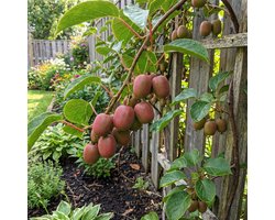 Bloomique - Set van 2 - Actinidia Arguta Issai 'Ken's Red' - Rode Kiwibes - Fruitplanten - Tuinplanten - Winterhard - Hoogte 50-70 cm - Pot 15 cm