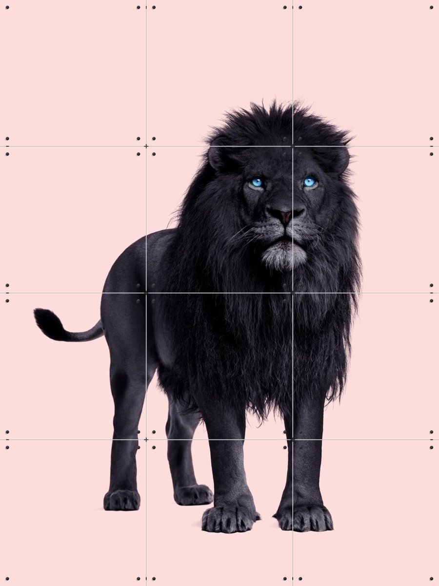 IXXI Black Lion, Paul Fuentes - 60 x 80 cm - Gratis ophangtool - Grote wanddecoratie en posters - Fotografie, Wilde dieren