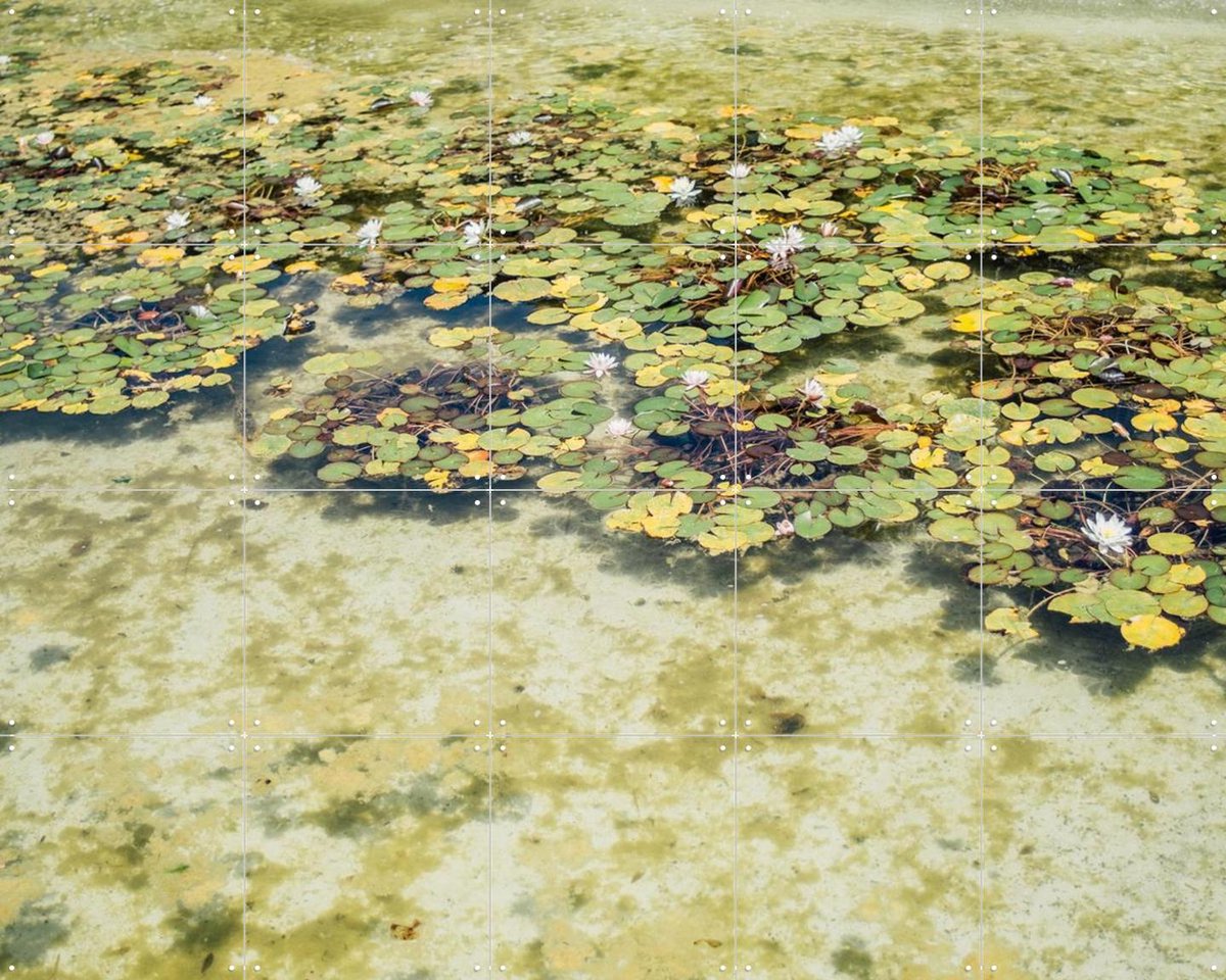 IXXI Green Water Lilies, Pati Photography - 100 x 80 cm - Gratis ophangtool - Grote wanddecoratie en posters - Fotografie, Naturalisme, Eetkamer