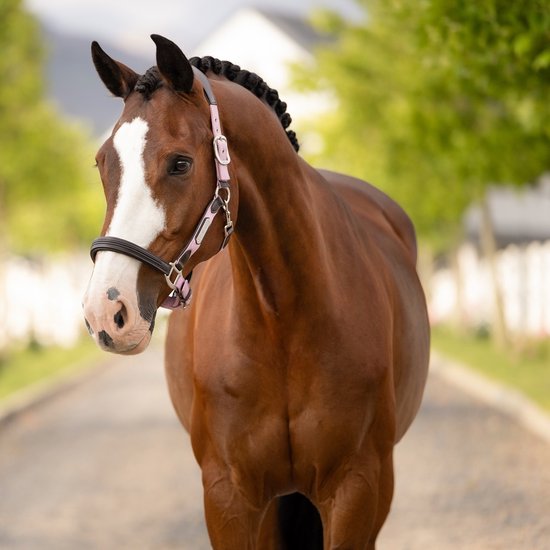 Bruin paard met witte bles en roze halster