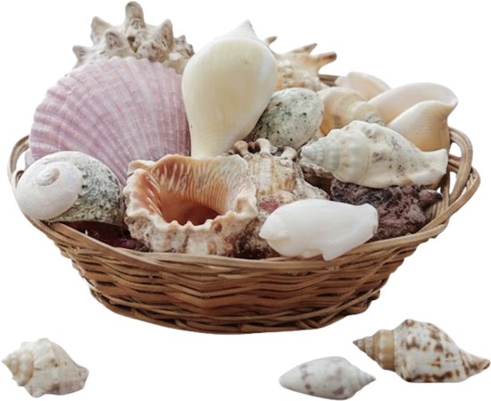 Schelpen set met glitter - Bright Golden Spiral Shell – Zhen Zhu