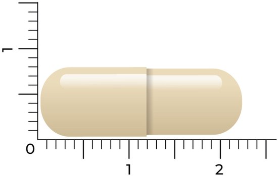 Een lichte, crème-kleurige capsule met een scheiding in het midden, gemeten met een liniaal.