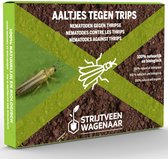 Aaltjes tegen Trips 10m² - Steinernema Feltiae - Nematoden tegen trips - Trips bestrijden - Afweermiddelen binnen
