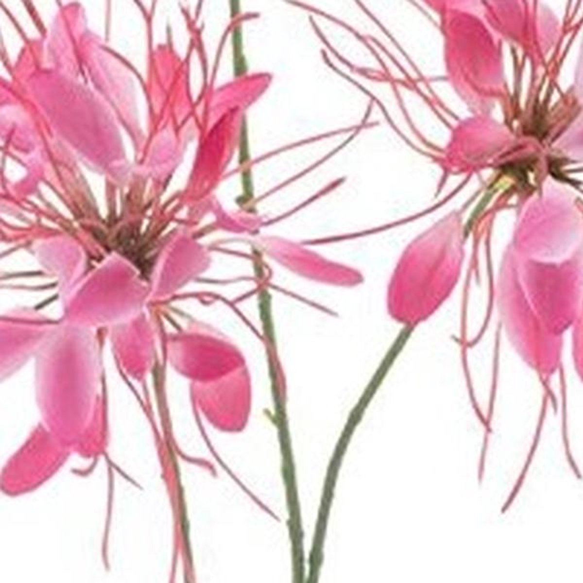 Erutan avon - Spider flower spray red 94 cm