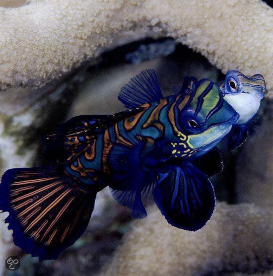 Een felgekleurde mandarijnvis met blauwe, groene en oranje patronen zwemt in koraal. Een kleine vis kijkt uit zijn mond.