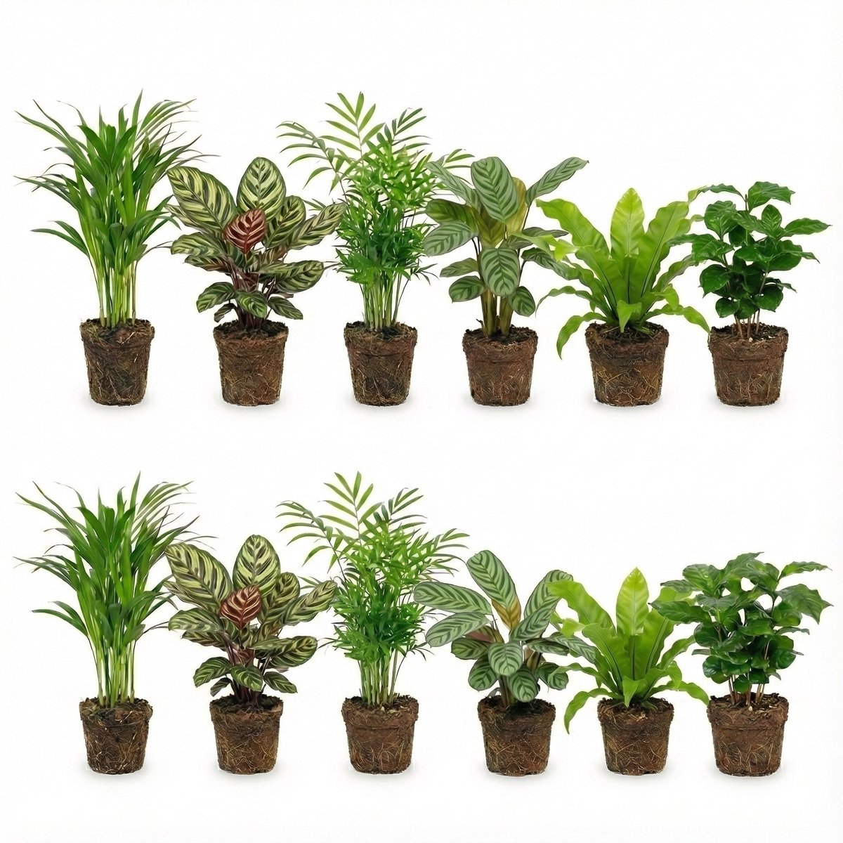 vdvelde.com - Luchtzuiverende kamerplanten set 12 stuks - Onderhoudsvriendelijke groene planten voor thuis & kantoor - Verbetert luchtkwaliteit - Huisdiervriendelijk - Ø12 cm, ca. 30-40 cm hoog
