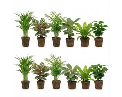 vdvelde.com - Luchtzuiverende kamerplanten set 12 stuks - Onderhoudsvriendelijke groene planten voor thuis & kantoor - Verbetert luchtkwaliteit - Huisdiervriendelijk - Ø12 cm, ca. 30-40 cm hoog