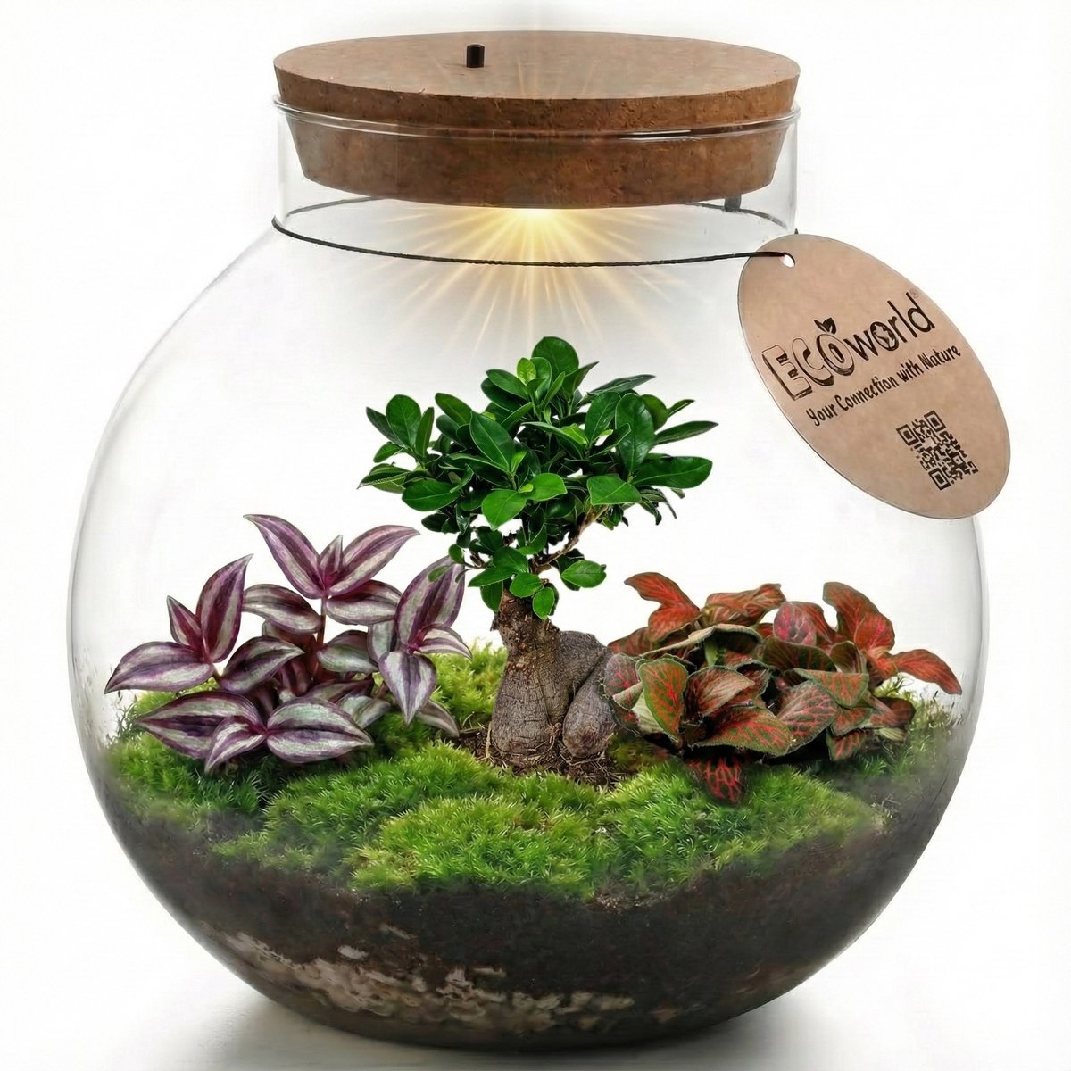 Bol.com vdvelde.com - Bonsai terrarium ecosysteem - Gesloten planten terrarium zelfvoorzienend - Onderhoudsvriendelijk mini ecos... aanbieding