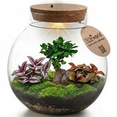 Gesloten glazen terrarium met bonsai, mos en planten, met LED-kurk en Eco World label.