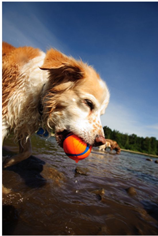 Een hond met een oranje en blauwe bal in zijn bek, staand in het water. De hond is nat.