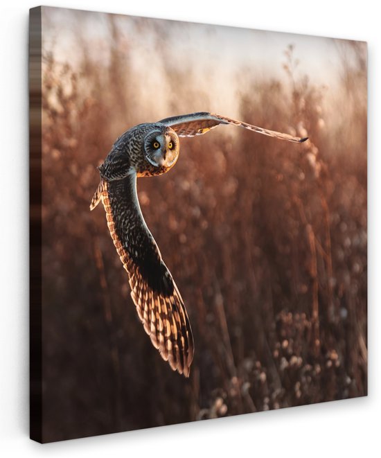 Een steenuil vliegt met vleugels wijd gespreid door bruin gras tijdens zonsondergang.