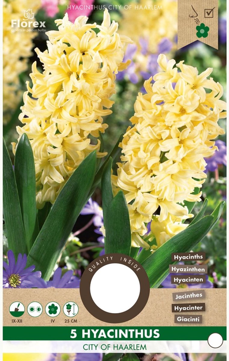 Hyacint (Hyacinthus) - City of Haarlem - hus - Bijen-Vlinders - Snijbloemen - Geurend - Voorjaarsbollen - bloeit in Maart / April / Mei